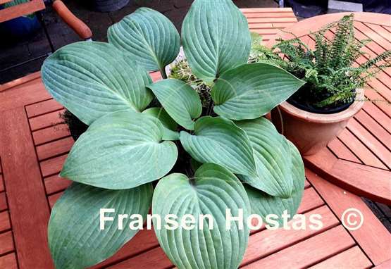 Hosta The British are Coming